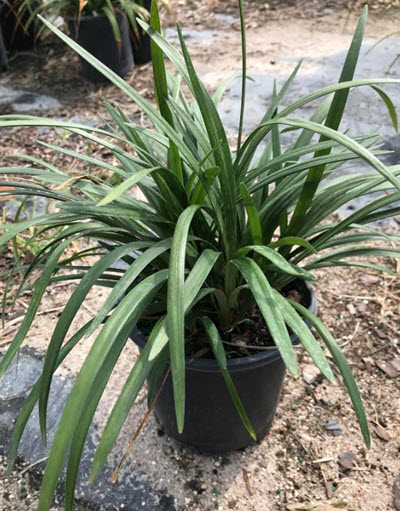 Super Blue Liriope